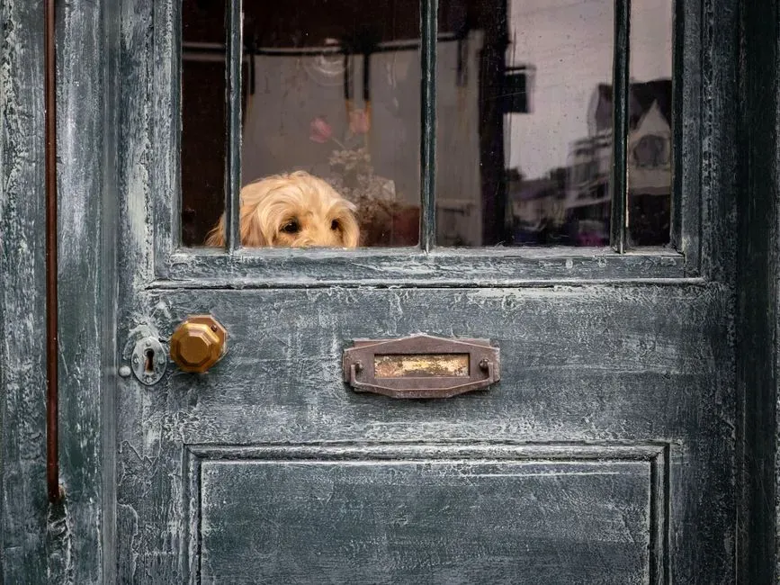 Myths vs. Reality: Do Dogs Really “Know” the Exact Moment You’ll Arrive? (Image Credits: Pexels)