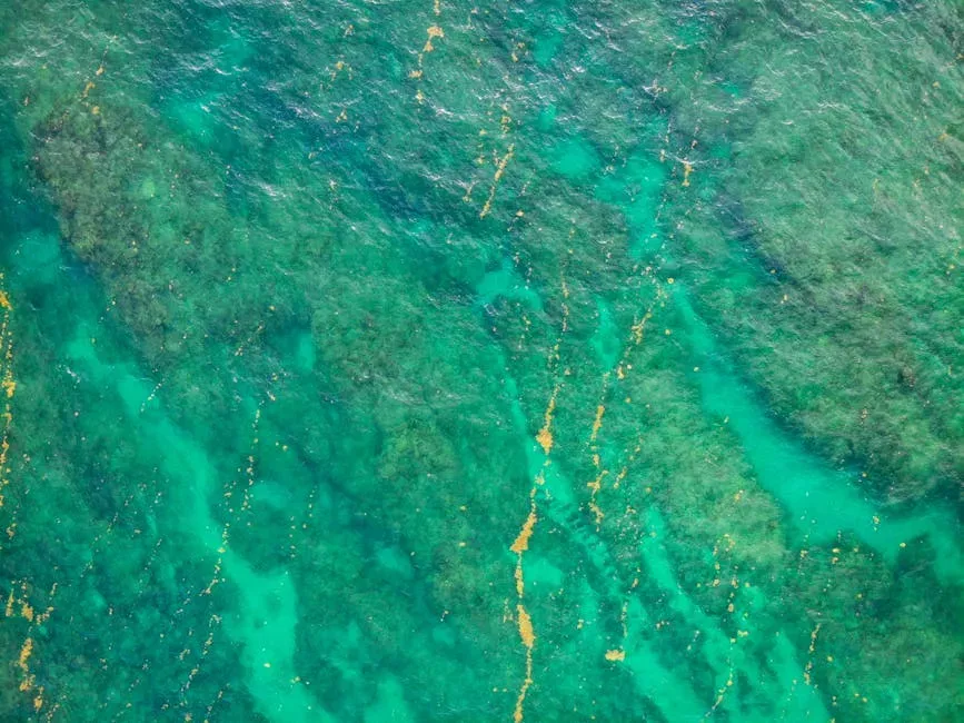 The Phytoplankton Problem: Your Oxygen Supply Is at Risk (Image Credits: Pexels)