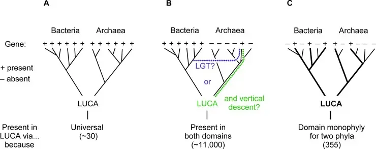 Meet LUCA - The Ancestor You Never Knew You Had (Image Credits: Wikimedia)