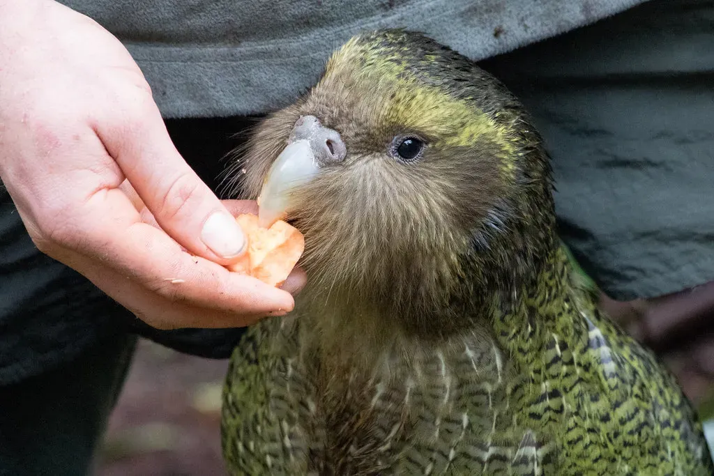 A Giant, Ground-Dwelling Parrot That Forgot How to Fly (kimberley_collins, Flickr, CC BY 2.0)