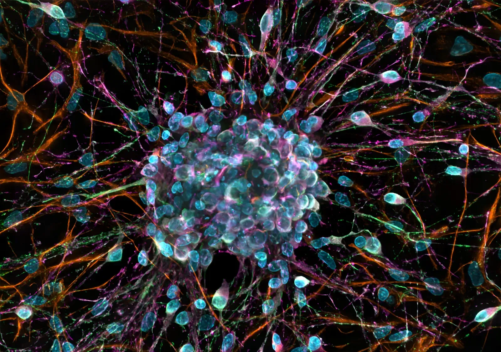 Biological Electricity: The Hidden Currents Inside You (Image Credits: Wikimedia)