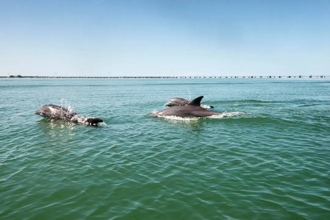 3. Dolphins: Protectors Across Species Lines (Image Credits: Unsplash)