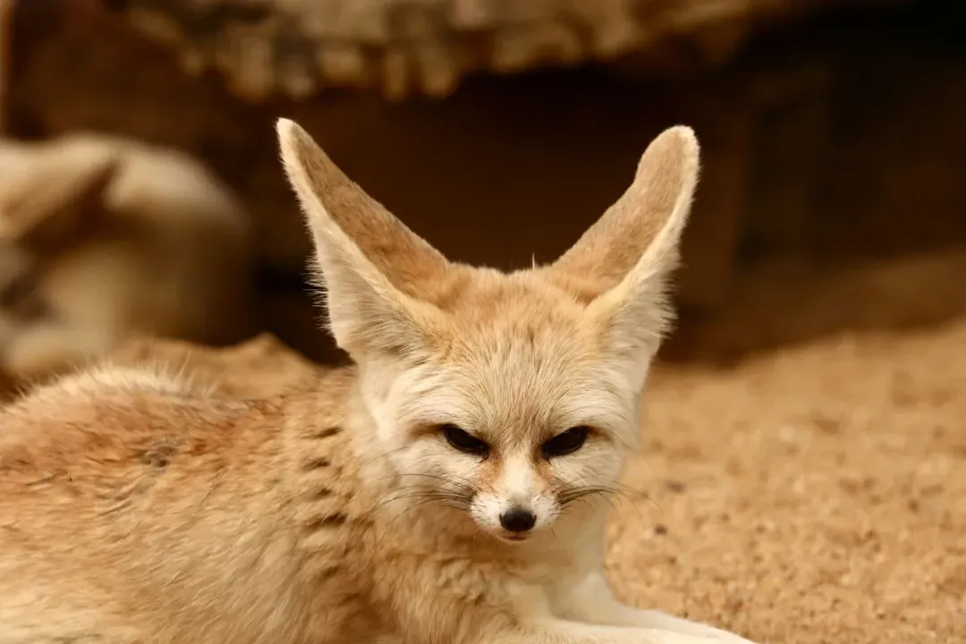 Built-in Desert Air Conditioners: Big-Eared Foxes and Rabbits (Image Credits: Unsplash)