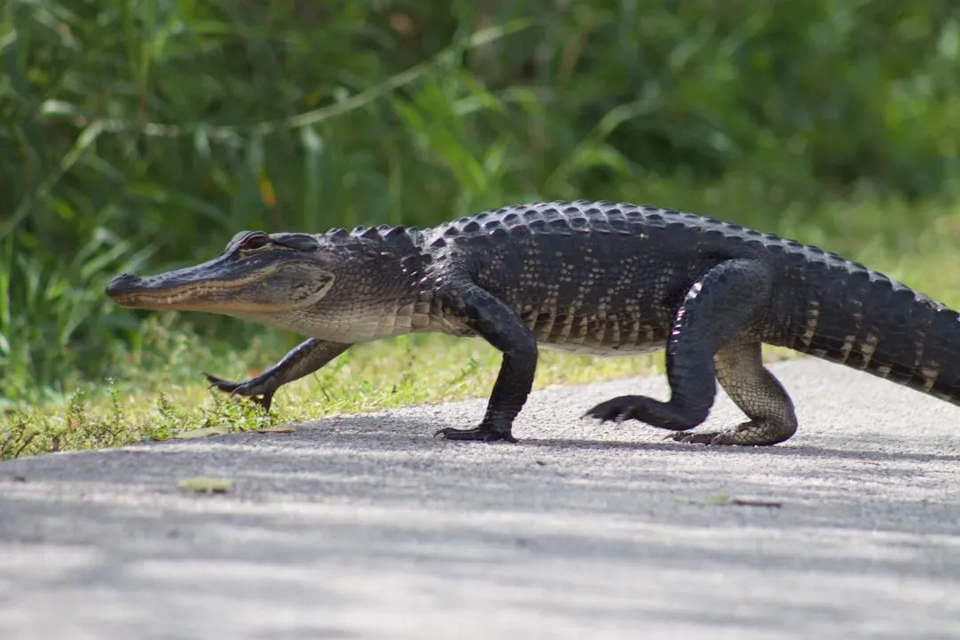 Florida: Where Gators Rule the Swamps (Image Credits: Unsplash)