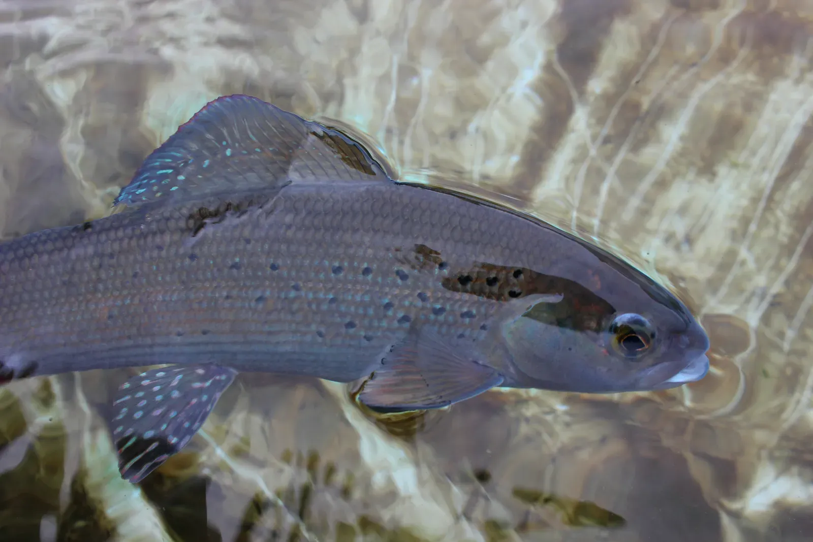 The Arctic Fish With Antifreeze in Its Veins (Arctic Grayling at Bozeman Fish Technology Center, Public domain)