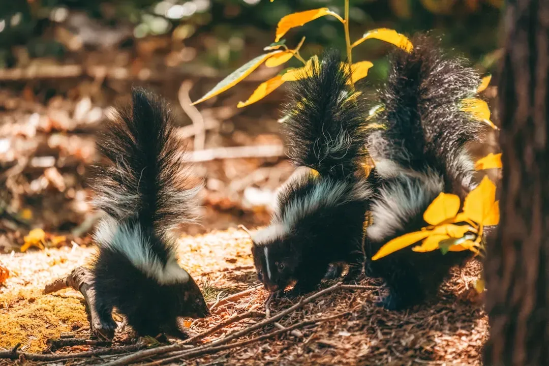 6. They Eat Far More Pests Than Trash (Image Credits: Unsplash)