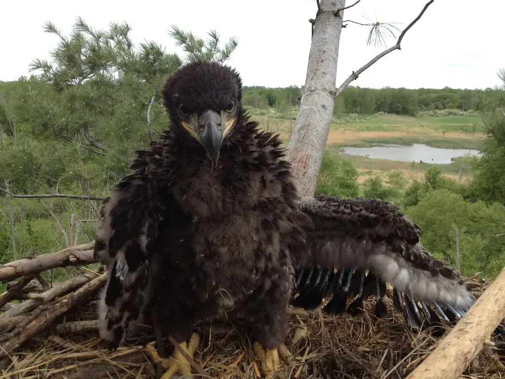 Low Reproductive Rates And Long Maturation (Image Credits: Flickr)