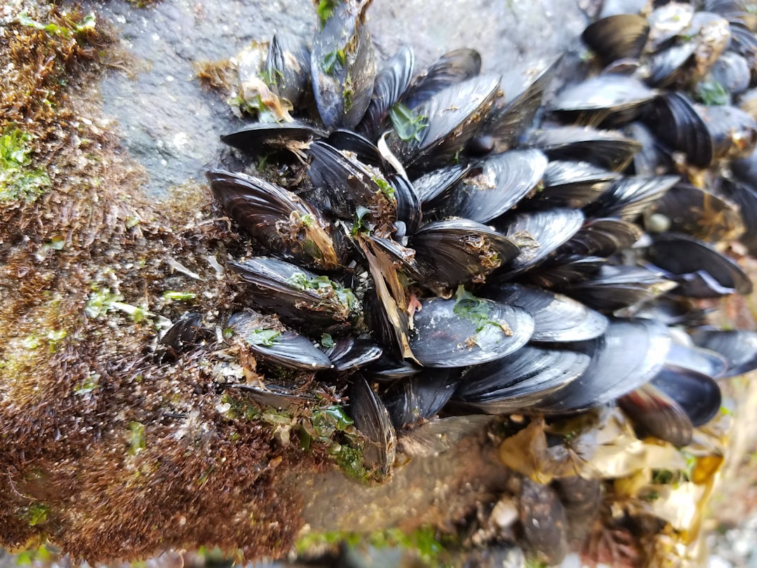 Nature’s Super Glue: Mussel Chemistry for Wet Adhesion (Image Credits: Unsplash)