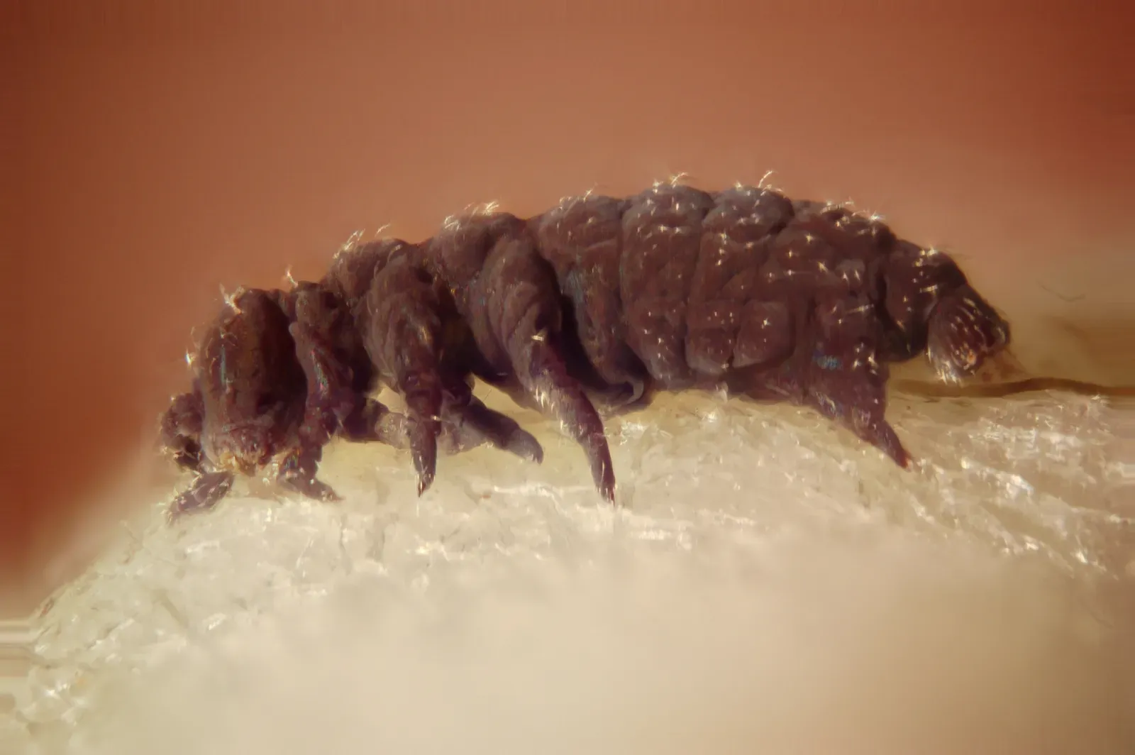 Tardigrades: The Nearly Indestructible Micro Survivors (Image Credits: Wikimedia)
