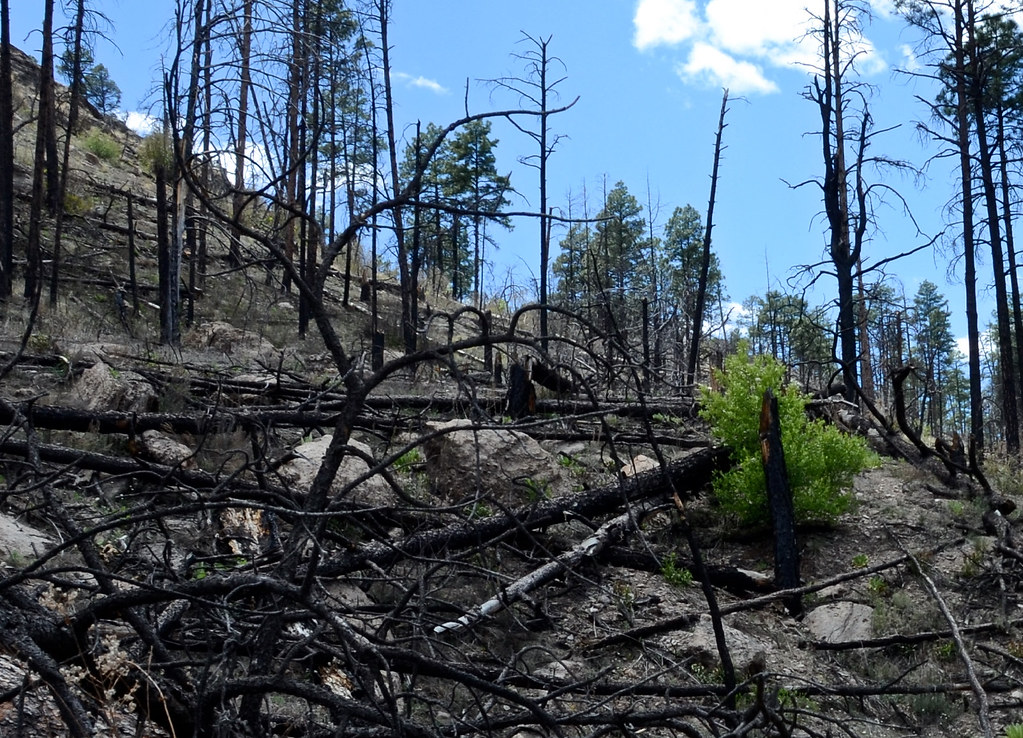 Post-Fire Growth Advantages (Image Credits: Flickr)