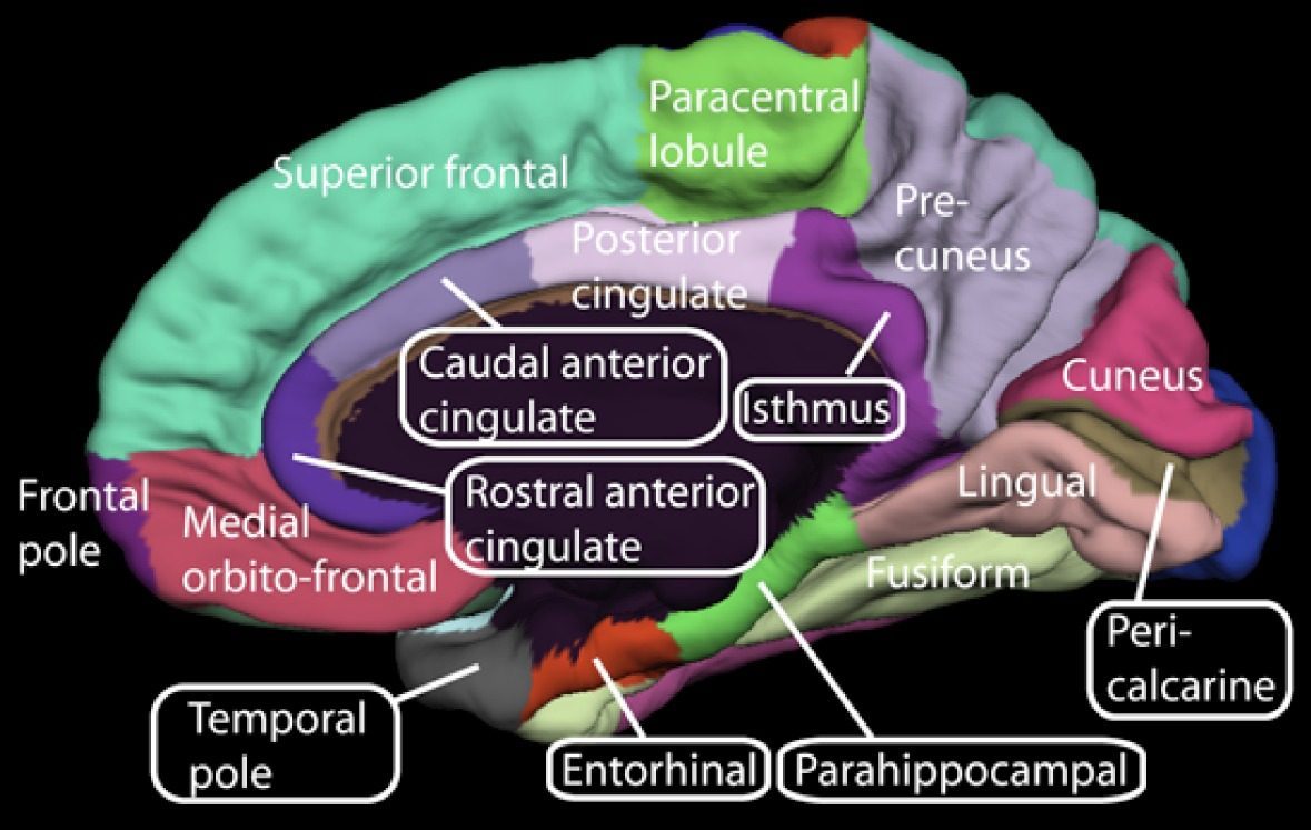 Your Brain Processes Different Senses at Different Depths (Image Credits: Wikimedia)