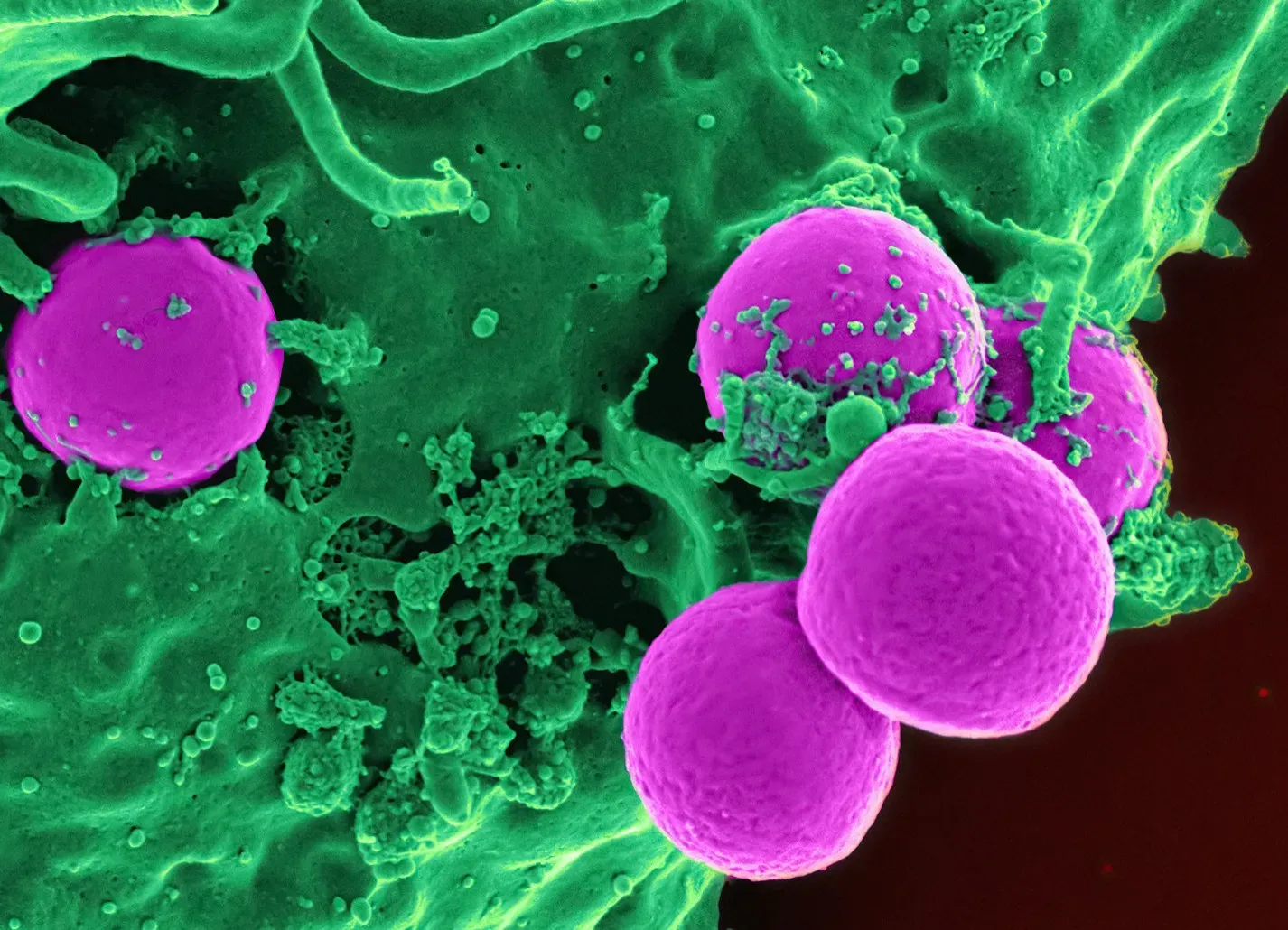 Your Immune System Remembers Threats It Has Never Met (Image Credits: Unsplash)