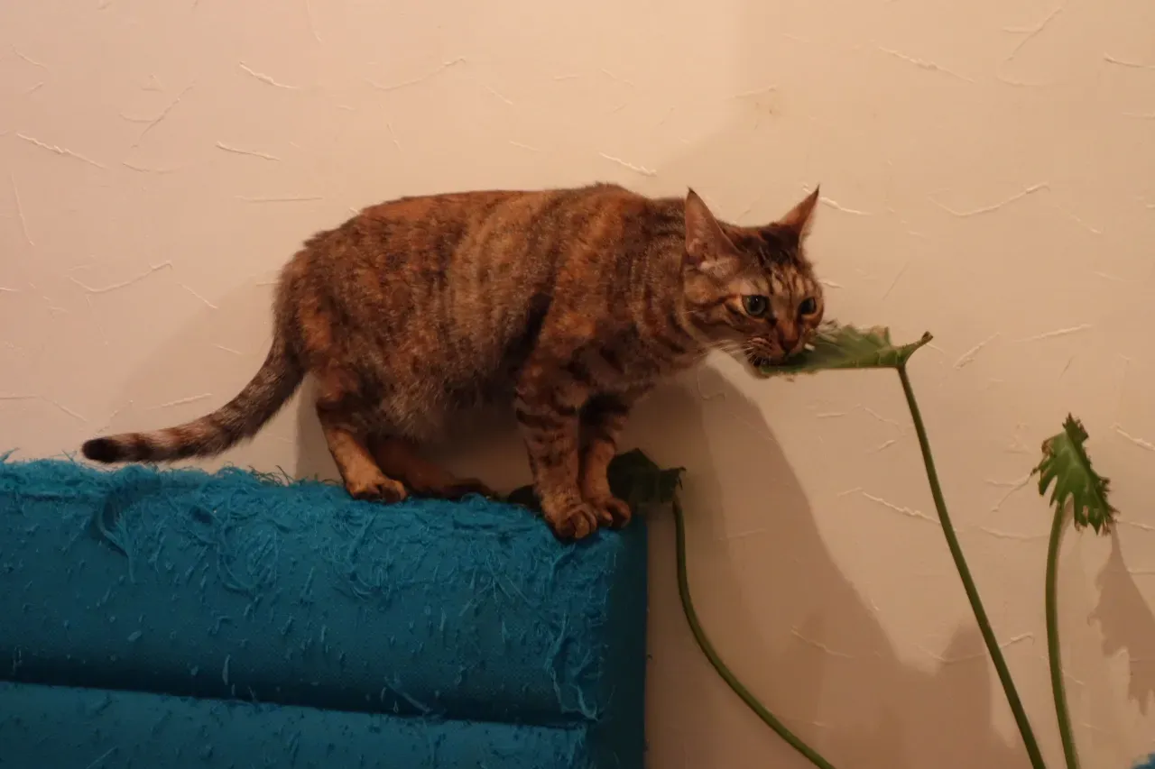 Why Cats Are So Drawn to Plants in the First Place (Cats, CC BY-SA 2.0)
