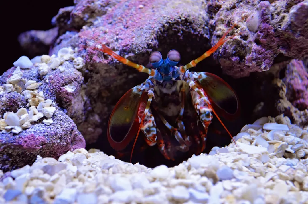 3. Mantis Shrimp: The Color Vision Champion (Image Credits: Unsplash)