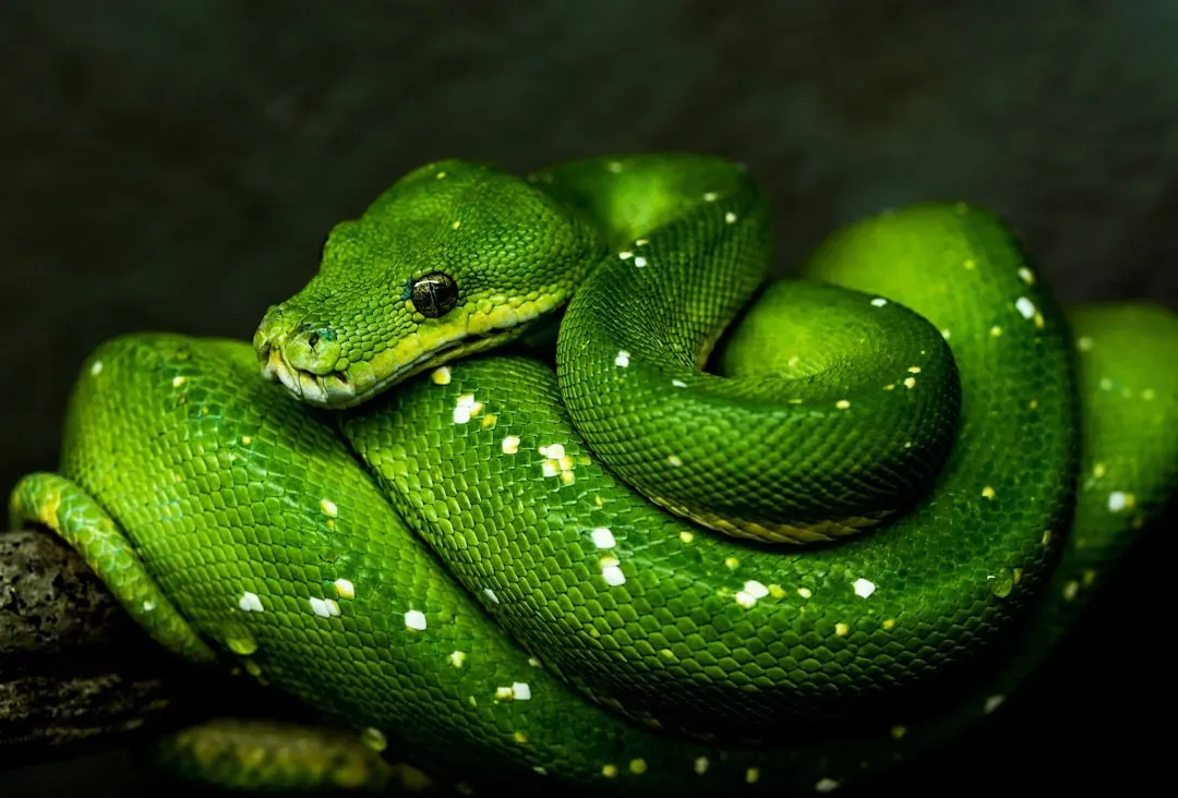 Libra – The Graceful Green Tree Python (Image Credits: Unsplash)