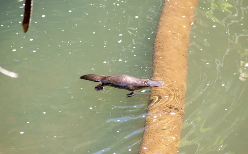 Platypus: A Mammal That Reads Like a Bad Joke (Image Credits: Unsplash)