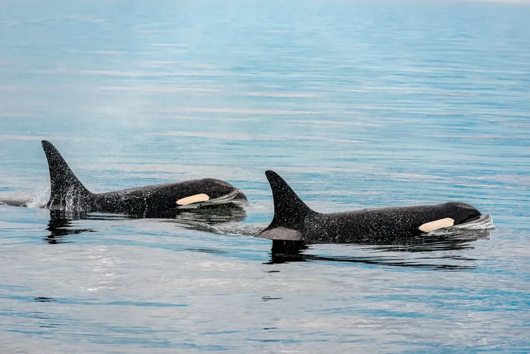 Matriarchs Are Your Living Libraries Of Orca Knowledge (Image Credits: Unsplash)