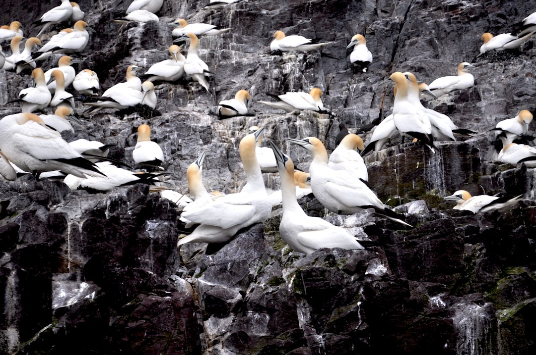Matinicus Rock, Maine: Historic Seabird Colony (Image Credits: Unsplash)