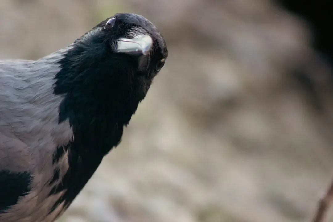 Conclusion: Revenge Or Not, The Crows Are Keeping Score (Image Credits: Unsplash)