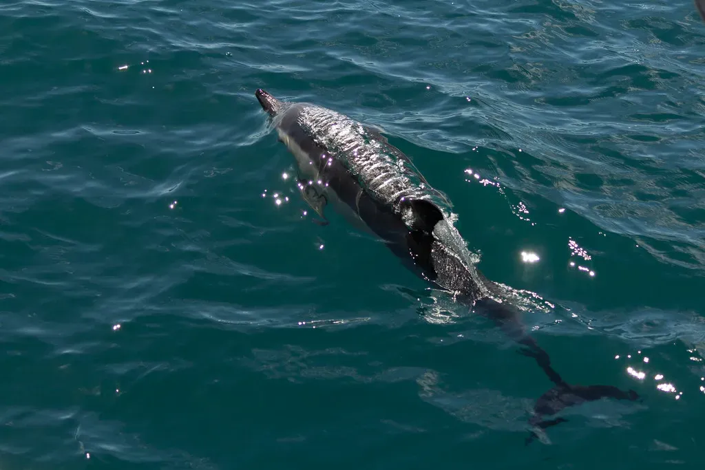 Gemini – The Common Dolphin (Anup Shah, Flickr, CC BY-SA 2.0)