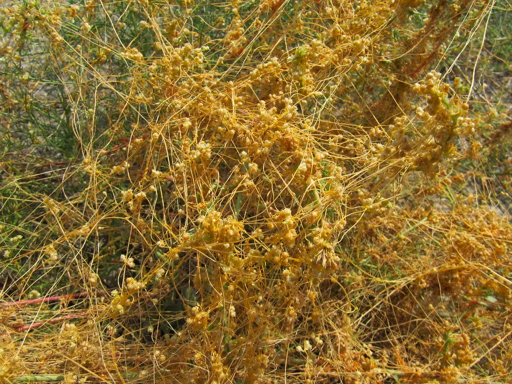 7. Dodder (Cuscuta): The Vampire Vine That Sniffs Out Its Victims (Image Credits: Flickr)