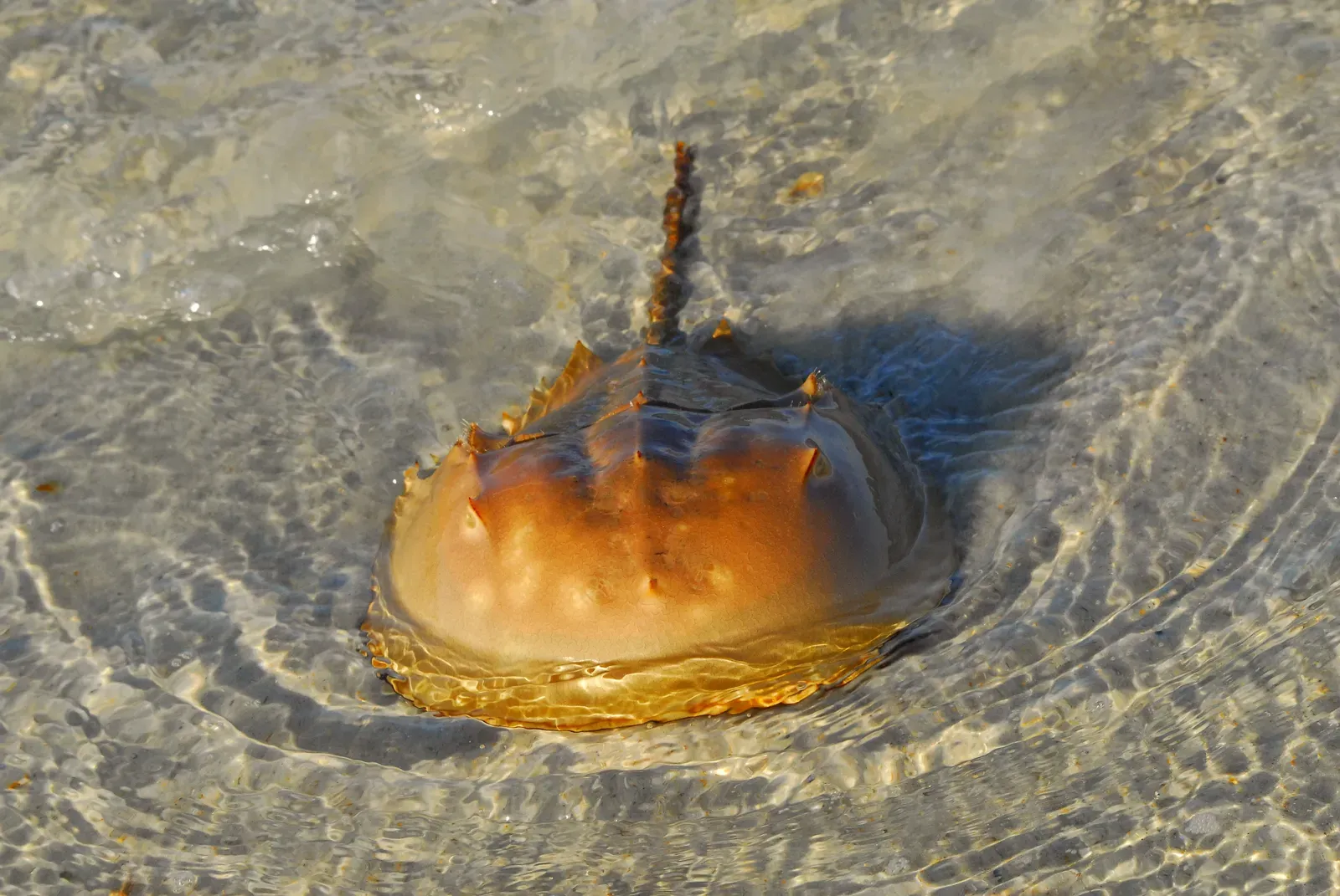 9. They Live Slow, Long Lives and Grow by Shedding (Horseshoe Crab at Smyrna Dunes Park, CC BY-SA 2.0)