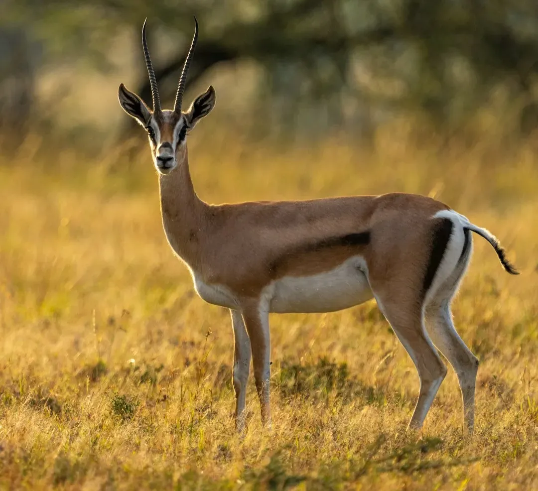 8. Gazelle – The Art Of Lightness (Image Credits: Unsplash)