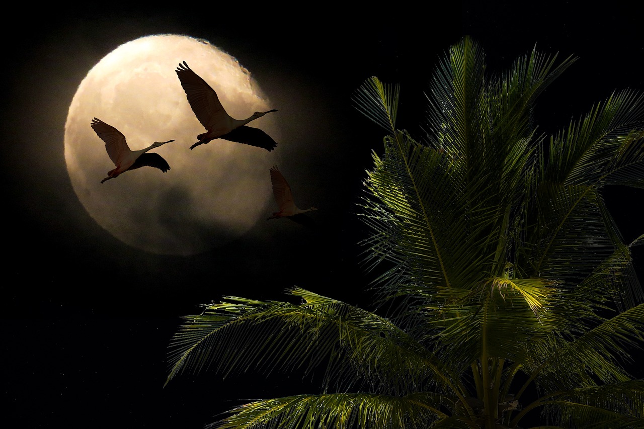Birds Time Their Journeys by Moonlight (Image Credits: Pixabay)