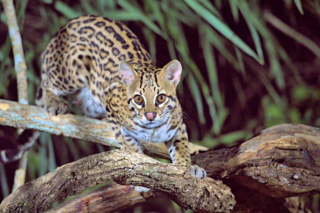 A Critically Small Population Clinging to Survival (Image Credits: Flickr)