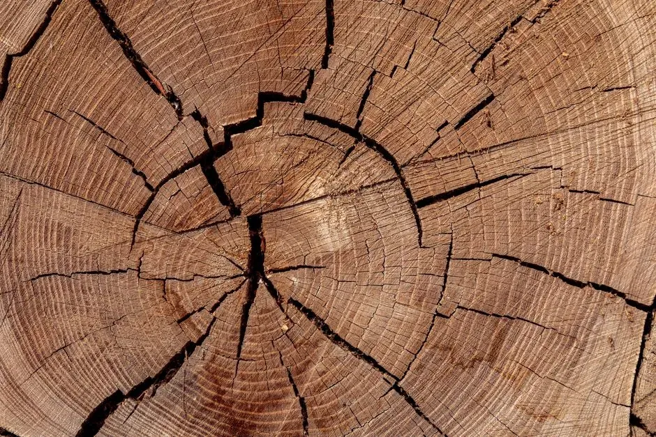 #2 - Droughts So Severe the Tree Simply Skipped a Year (Image Credits: Pexels)