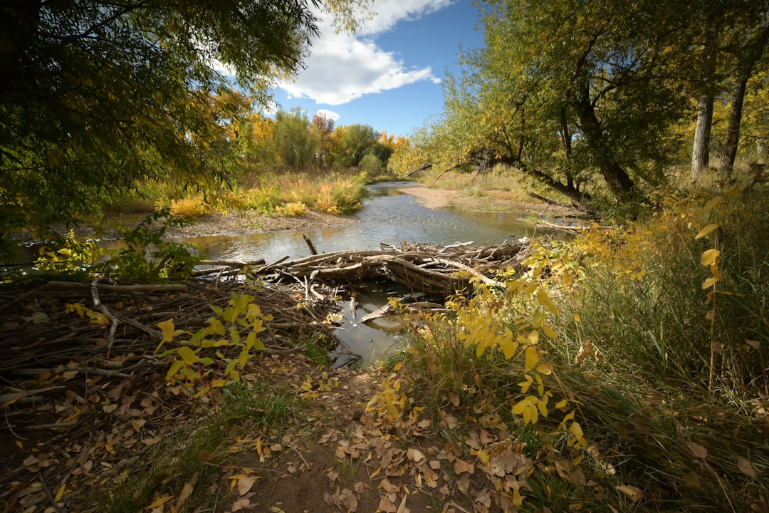 New Mexico: Desert Oasis Restoration (Image Credits: Unsplash)