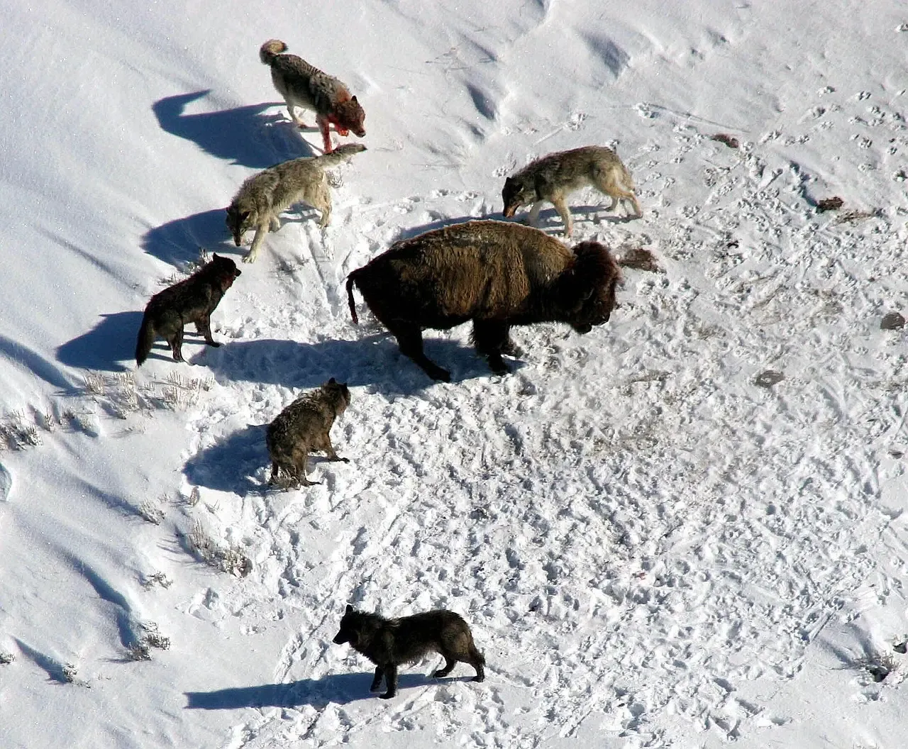 What Yellowstone’s Wolves Teach Us About Fixing Broken Ecosystems (Image Credits: Pixabay)