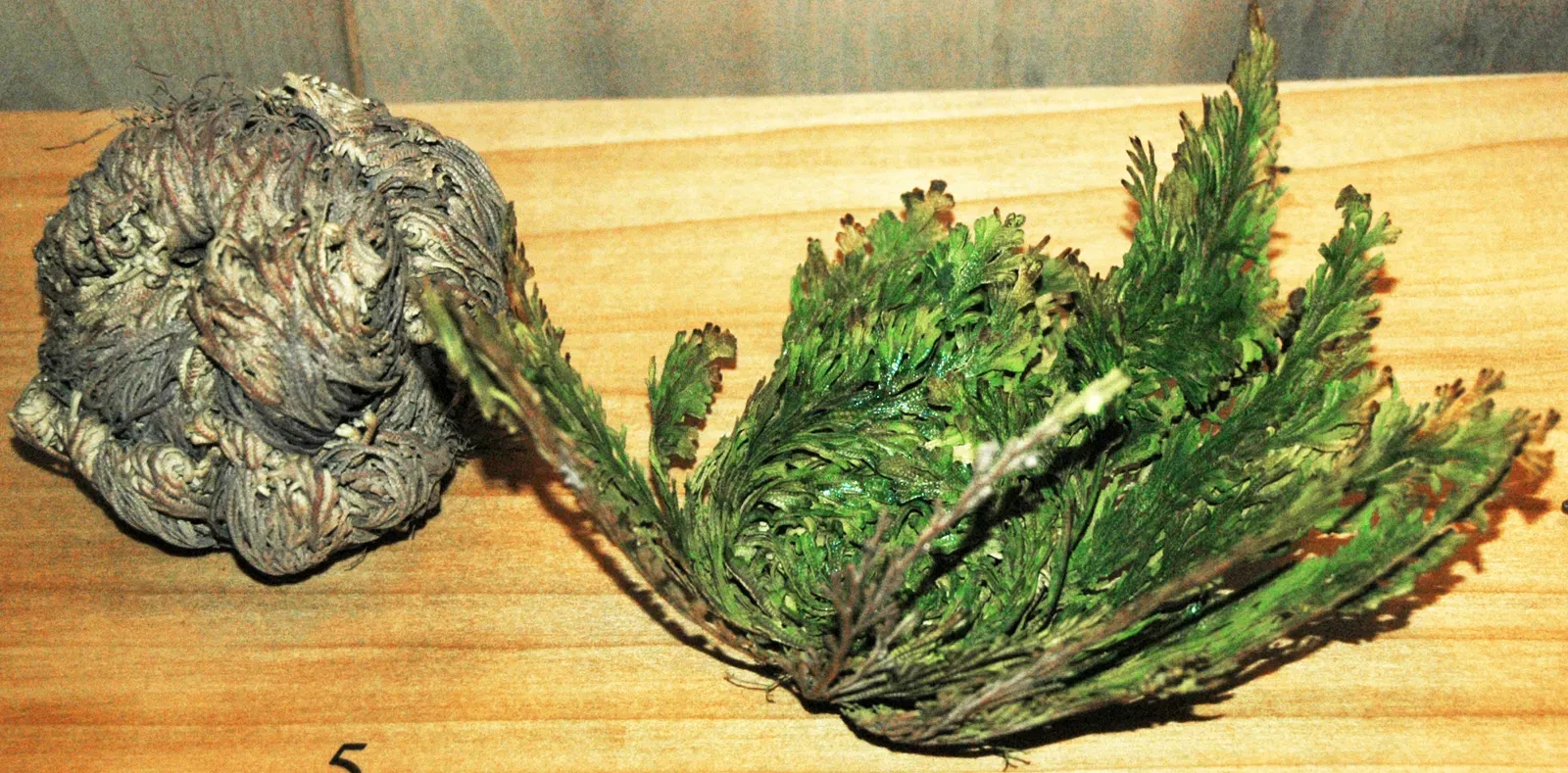 1. The Resurrection Plant Survives by Literally Playing Dead (Selaginella lepidophylla (resurrection plant) (Mexico) 1, CC BY 2.0)