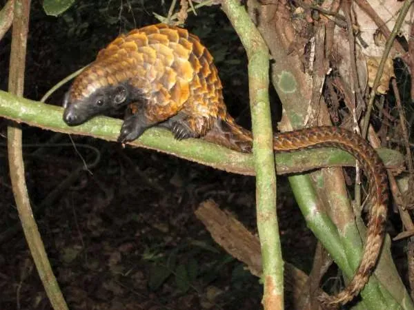 The Quiet Lives of Nature’s Shy Insect Hunters (Manis tetradactyla, CC BY 2.0)