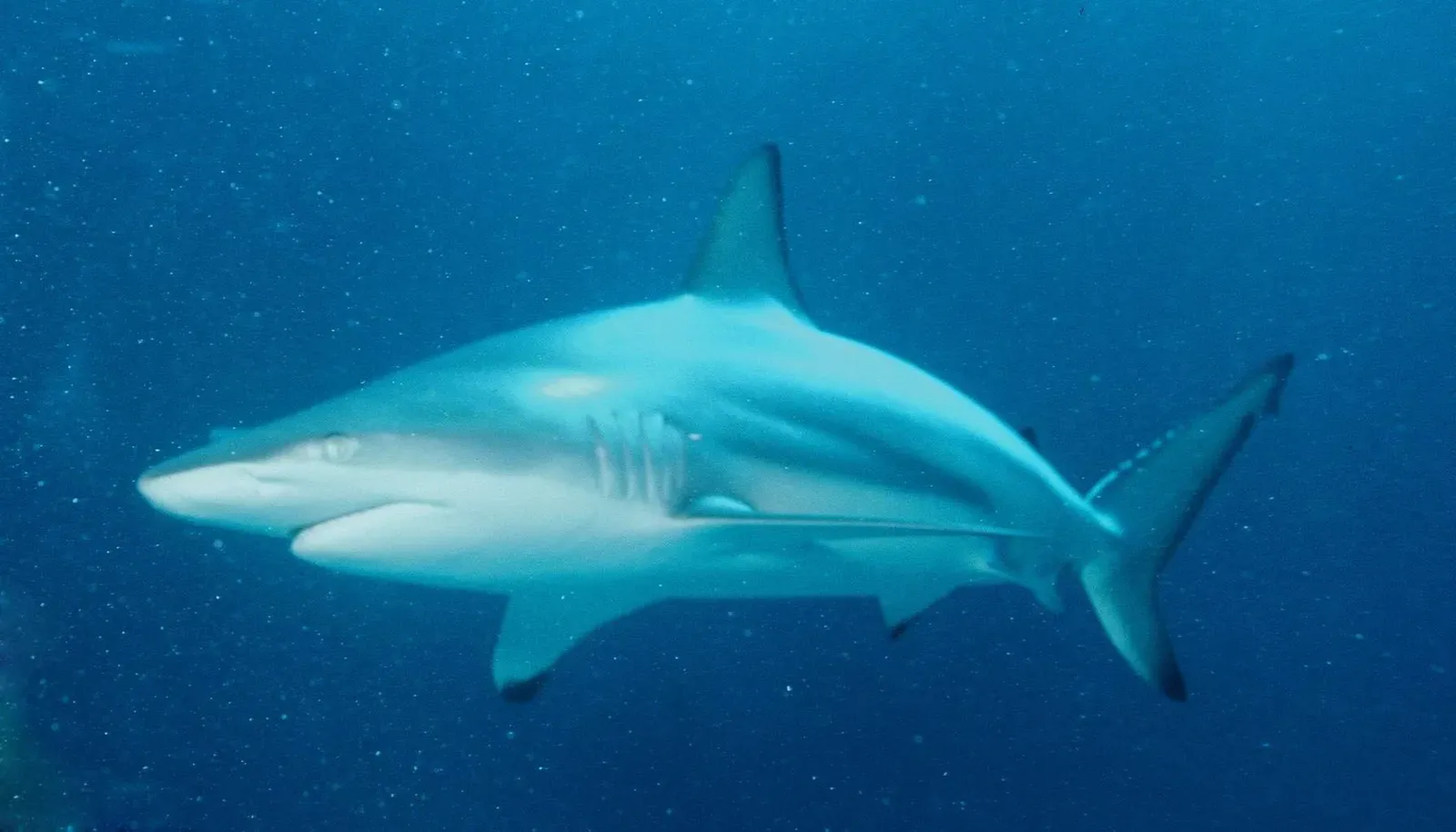 #8 - The Smoothtooth Blacktip Shark That Reappeared in a Fish Market (Transferred from nl.wikipedia to Commons., Public domain)