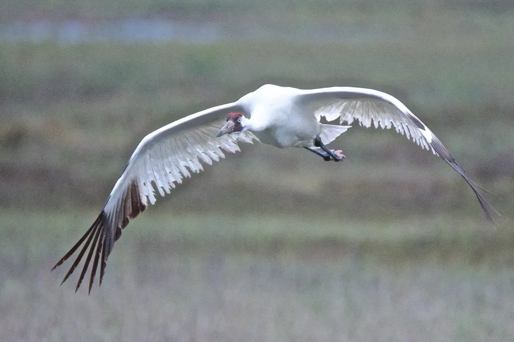 6. People Actually Taught Young Cranes How To Migrate (Bird Brian, Flickr, CC BY 2.0)
