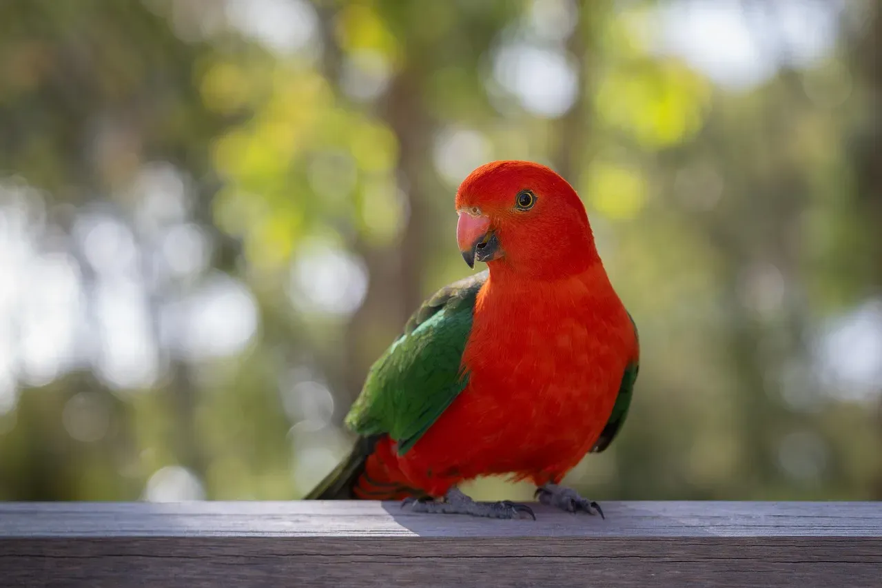 #5 Parrots: Colorful Brains Behind the Beak (Image Credits: Pixabay)
