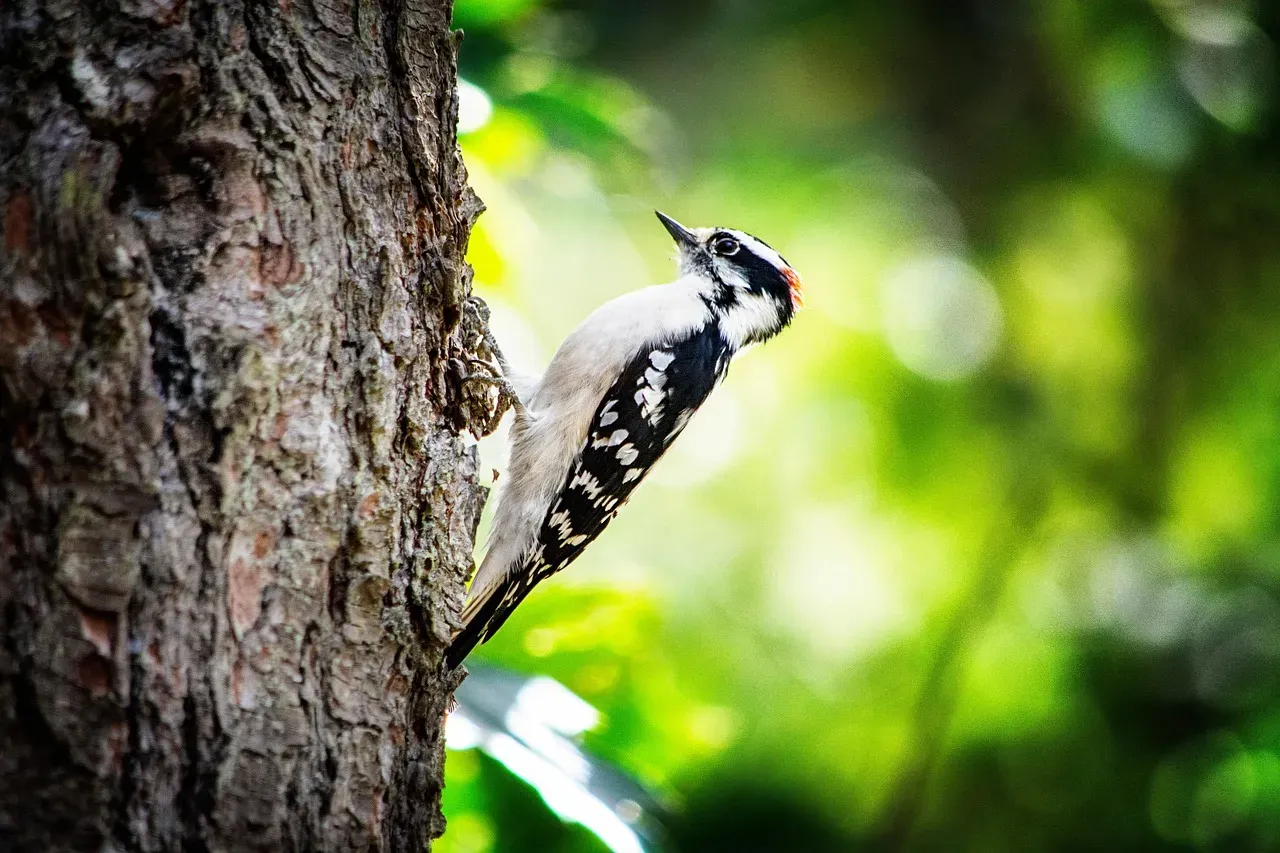 12. Downy Woodpecker: The Quiet Carpenter That Changes Its Route (Image Credits: Pixabay)
