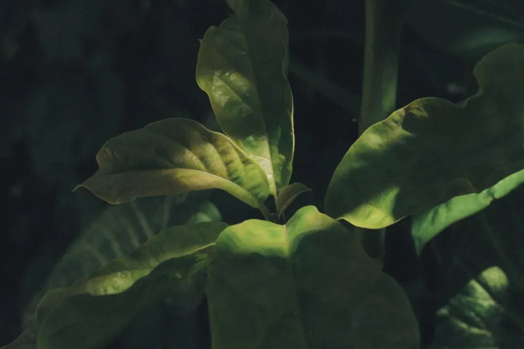 Plants Are Screaming - You Just Cannot Hear Them (Image Credits: Unsplash)