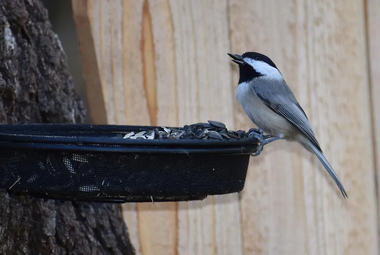 Songbirds: Subtle Sentinels Tuning in to Your Routine (Image Credits: Pixabay)