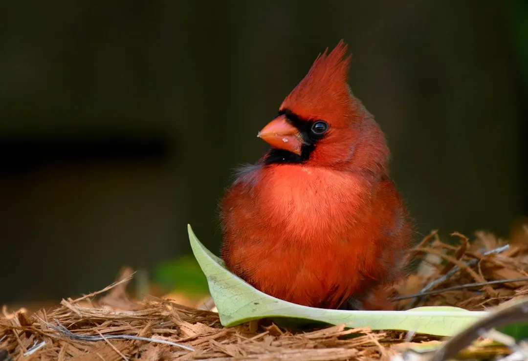 8. You’re Probably Walking Right Past Their Nests (Image Credits: Unsplash)