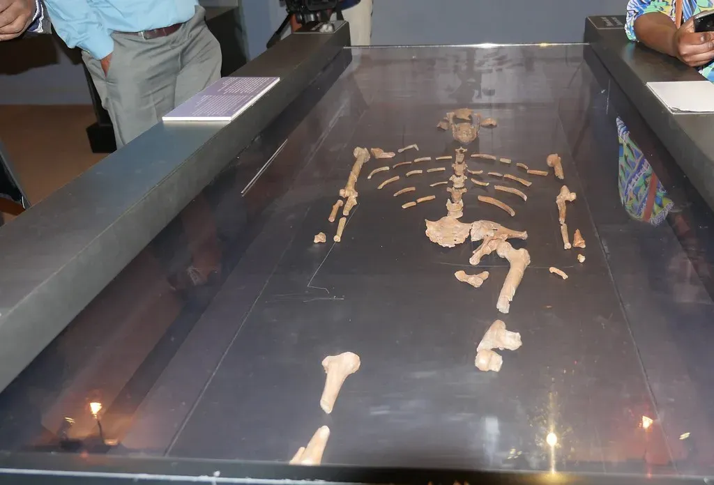 1. Lucy: The Tiny Fossil That Made You Question How Walking Began (Image Credits: Flickr)