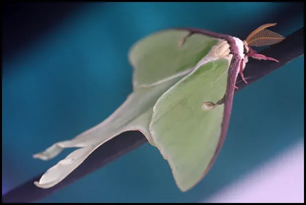 Ecology at Your Doorstep: What a Luna Moth Says About Your Environment (By Underwatercolor, CC BY-SA 3.0)