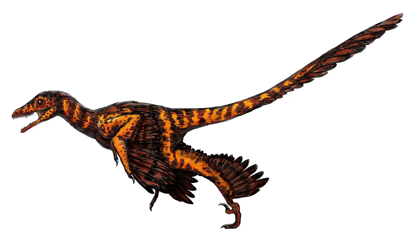 6. Sinornithosaurus: The “Chinese Bird Lizard” That Looks More Like a Hawk (By FunkMonk, CC BY-SA 3.0)