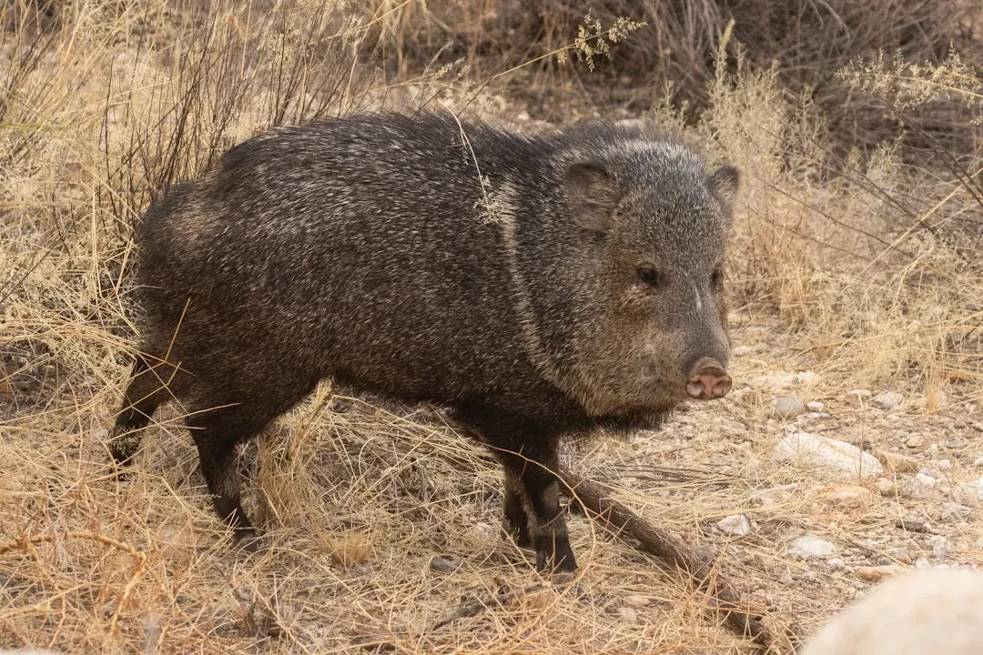 3. Javelina (Collared Peccary) – The “Desert Pig” That Isn’t a Pig (Image Credits: Unsplash)