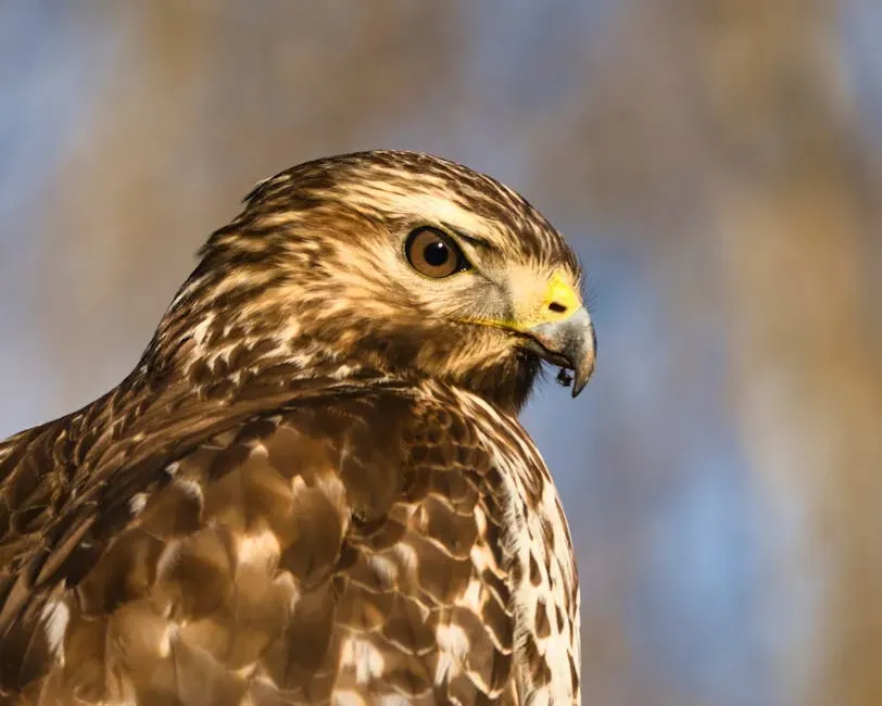 8. Their Eyes Are Built For Detail At Distances We Can Barely Imagine (Image Credits: Pexels)