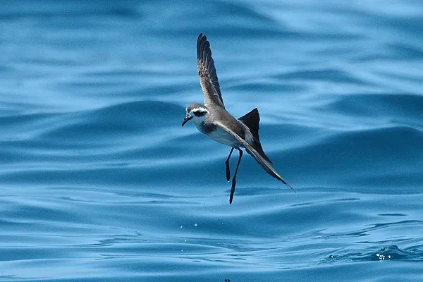 #13 - New Zealand Storm Petrel: From Museum Drawers to Live Boat-Side Photos (Own work (Original text: self-made), CC BY 3.0)