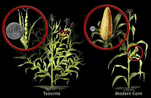 The Agricultural Revolution in Maize: Engineering a Staple from Wild Grass (Image Credits: Wikimedia)