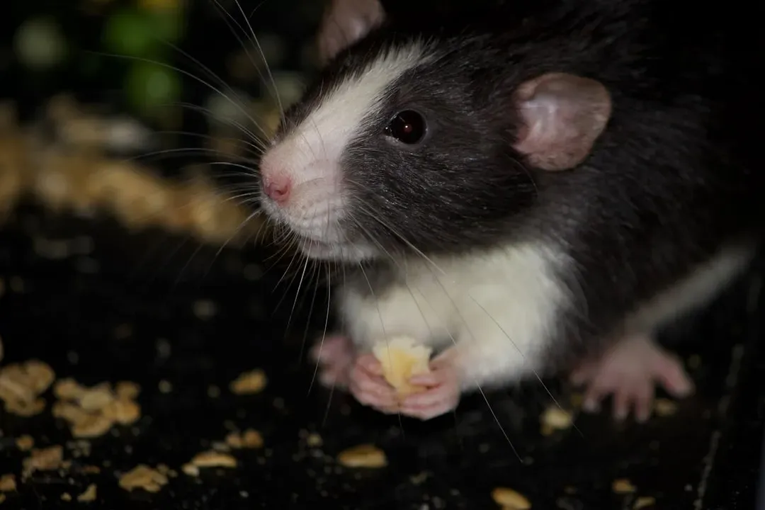 Mice Don't Actually Love Cheese (Image Credits: Unsplash)