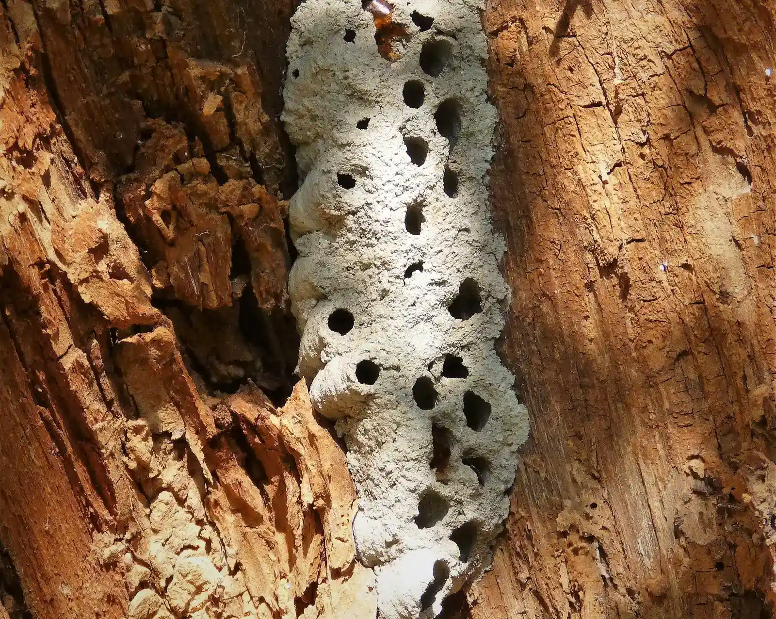 9. Mud Dauber Wasps: Clay Mason Specialists (Image Credits: Wikimedia)